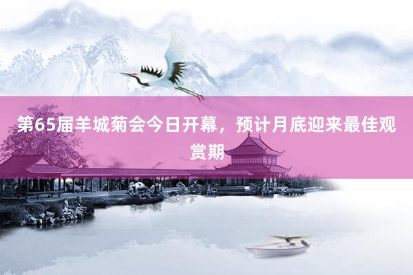 第65届羊城菊会今日开幕，预计月底迎来最佳观赏期