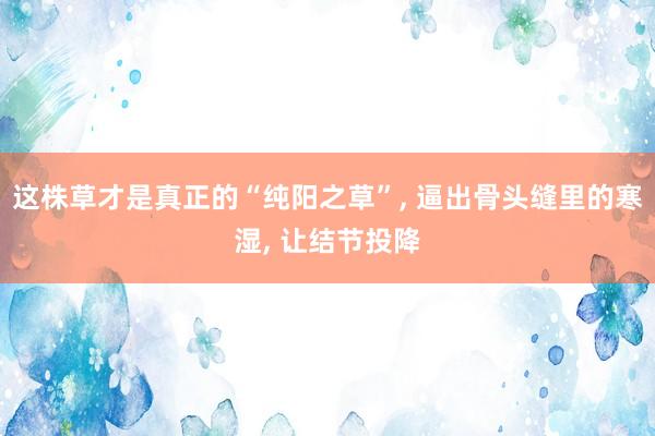 这株草才是真正的“纯阳之草”, 逼出骨头缝里的寒湿, 让结节投降